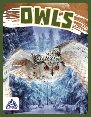 Eulen - Owls