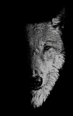 In der Gesellschaft der Wölfe: Werwölfe, Wölfe und wilde Kinder - In the company of wolves: Werewolves, wolves and wild children