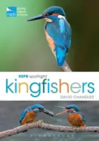 Rspb Spotlight Eisvögel - Rspb Spotlight Kingfishers