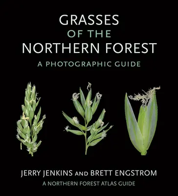 Gräser des nördlichen Waldes: Ein fotografischer Leitfaden - Grasses of the Northern Forest: A Photographic Guide