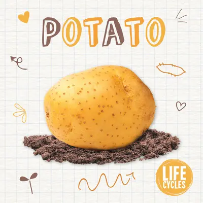 Kartoffel - Potato