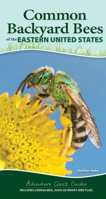 Einheimische Bienen aus dem Osten der Vereinigten Staaten: Ihr Weg zur einfachen Identifizierung von Bienen und ähnlichen Arten - Common Native Bees of the Eastern United States: Your Way to Easily Identify Bees and Look-Alikes