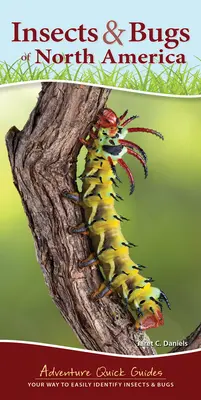 Insekten und Käfer in Nordamerika: Ihr Weg zur einfachen Identifizierung von Insekten und Käfern - Insects & Bugs of North America: Your Way to Easily Identify Insects & Bugs