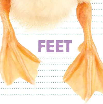 Füße - Feet