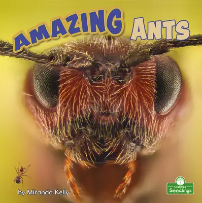 Erstaunliche Ameisen - Amazing Ants