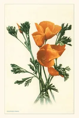 Das Jahrgangsjournal Kalifornische Mohnblumen - The Vintage Journal California Poppies