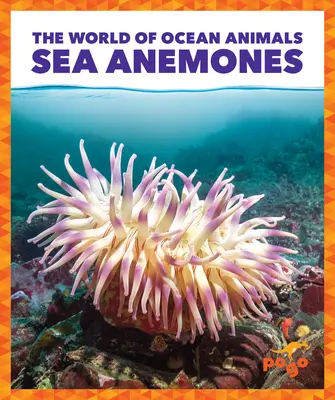 Seeanemonen - Sea Anemones