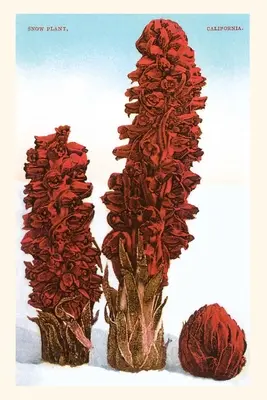 Das Weinlese-Journal Schneepflanze, Lake Tahoe, Kalifornien - The Vintage Journal Snow Plant, Lake Tahoe, California