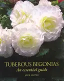 Knollenbegonien - Ein unverzichtbarer Leitfaden - Tuberous Begonias - An Essential Guide