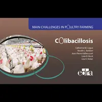 Kolibazillose - Die größten Herausforderungen in der Geflügelzucht - Colibacillosis - Main Challenges in Poultry Farming