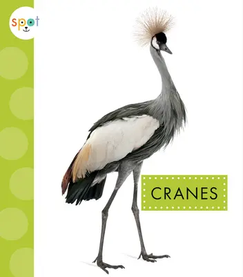 Kraniche - Cranes