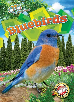 Blaue Vögel - Bluebirds