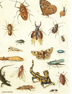 Krabbelige Kreaturen: Darstellung und Würdigung von Insekten und anderem Getier in Kunst und Wissenschaft - Crawly Creatures: Depiction and Appreciation of Insects and Other Critters in Art and Science