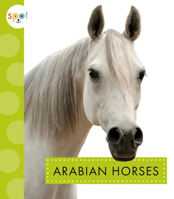 Araberpferde - Arabian Horses