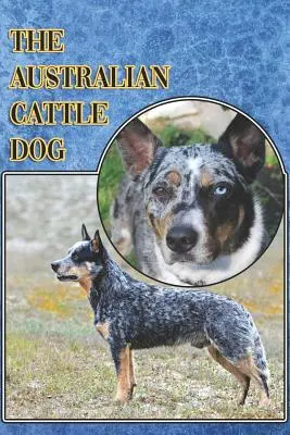 Der Australian Cattle Dog: Ein kompletter und umfassender Leitfaden für Einsteiger: Kaufen, Besitzen, Gesundheit, Pflege, Training, Gehorsam, Verstehen - The Australian Cattle Dog: A Complete and Comprehensive Beginners Guide To: Buying, Owning, Health, Grooming, Training, Obedience, Understanding