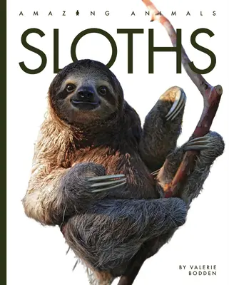 Faultiere - Sloths