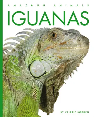 Leguane - Iguanas