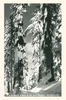 Oldtimer-Journal Wawona Grove of Big Trees, Yosemite - Vintage Journal Wawona Grove of Big Trees, Yosemite