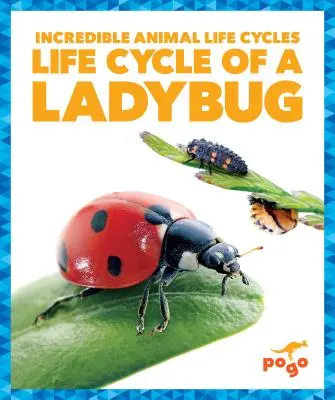 Lebenszyklus eines Marienkäfers - Life Cycle of a Ladybug