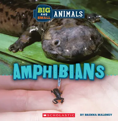 Amphibien (Wilde Welt: Große und kleine Tiere) - Amphibians (Wild World: Big and Small Animals)