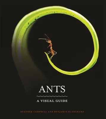 Ameisen: Ein visueller Leitfaden - Ants: A Visual Guide