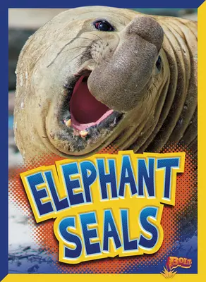 Elefantenrobben - Elephant Seals