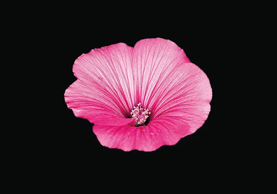 Blooming Book - Extravagante Blumen - Blooming Book - Flamboyant Flowers