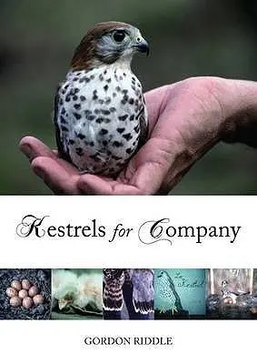 Turmfalken für Unternehmen - Kestrels for Company