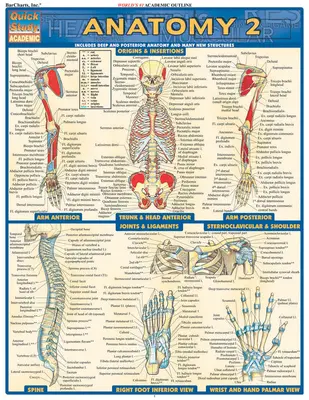 Anatomie 2 - Referenzhandbuch - Anatomy 2 - Reference Guide