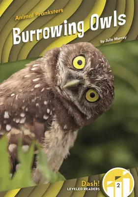 Kanincheneulen - Burrowing Owls