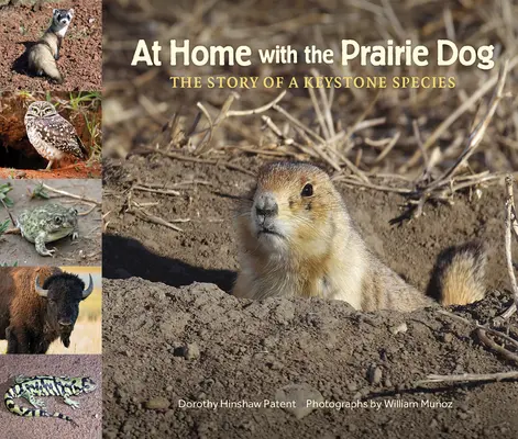 Zu Hause bei den Präriehunden: Die Geschichte einer Schlüsselspezies - At Home with the Prairie Dog: The Story of a Keystone Species