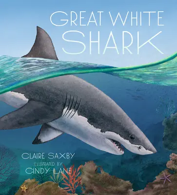 Weißer Hai - Great White Shark