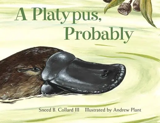 Ein Schnabeltier, wahrscheinlich - A Platypus, Probably