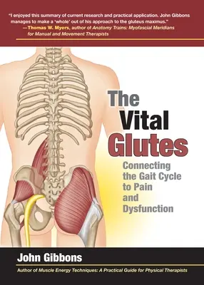 Der vitale Gesäßmuskel: Der Zusammenhang zwischen dem Gangzyklus und Schmerzen und Dysfunktion - The Vital Glutes: Connecting the Gait Cycle to Pain and Dysfunction