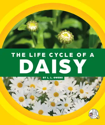 Der Lebenszyklus eines Gänseblümchens - The Life Cycle of a Daisy