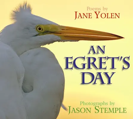 Der Tag eines Reihers - An Egret's Day