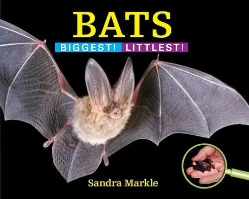 Fledermäuse: Größte! Kleinste! - Bats: Biggest! Littlest!