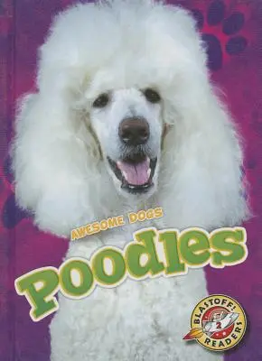 Pudel - Poodles