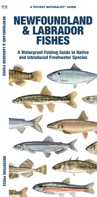 Fische in Neufundland und Labrador: Ein wasserfester Faltführer für einheimische und eingeführte Süßwasserarten - Newfoundland & Labrador Fishes: A Waterproof Folding Guide to Native and Introduced Freshwater Species