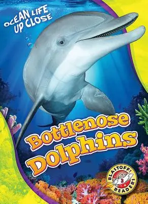 Große Tümmler - Bottlenose Dolphins