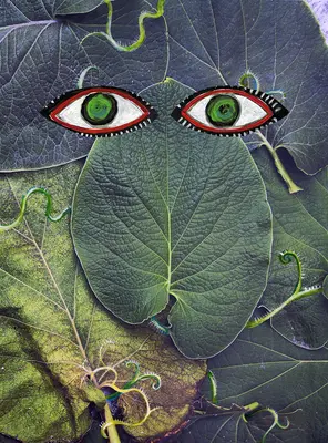 Hoja Weihnachtsmann - Hoja Santa