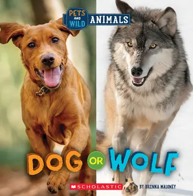 Hund oder Wolf (Wilde Welt: Haustiere und Wildtiere) - Dog or Wolf (Wild World: Pets and Wild Animals)