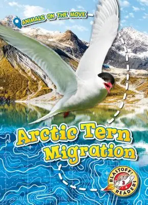 Wanderung der Küstenseeschwalbe - Arctic Tern Migration