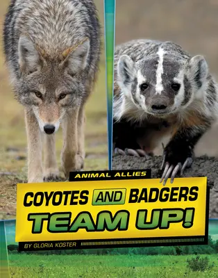 Kojoten und Dachse bilden ein Team! - Coyotes and Badgers Team Up!