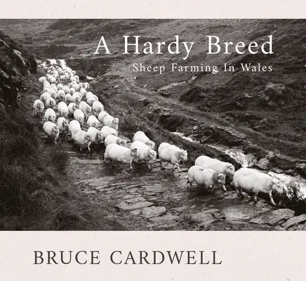 Eine robuste Rasse: Schafzucht in Wales - A Hardy Breed: Sheep Farming in Wales