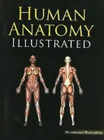 Illustrierte menschliche Anatomie - Human Anatomy Illustrated