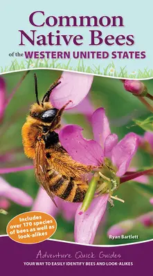 Einheimische Bienen aus dem Westen der Vereinigten Staaten: Ihr Weg zur einfachen Identifizierung von Bienen und artverwandten Arten - Common Native Bees of the Western United States: Your Way to Easily Identify Bees and Look-Alikes