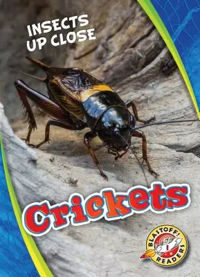 Grillen - Crickets