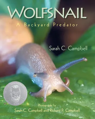 Wolfsschnecke: Ein Raubtier im Hinterhof - Wolfsnail: A Backyard Predator