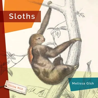 Faultiere - Sloths